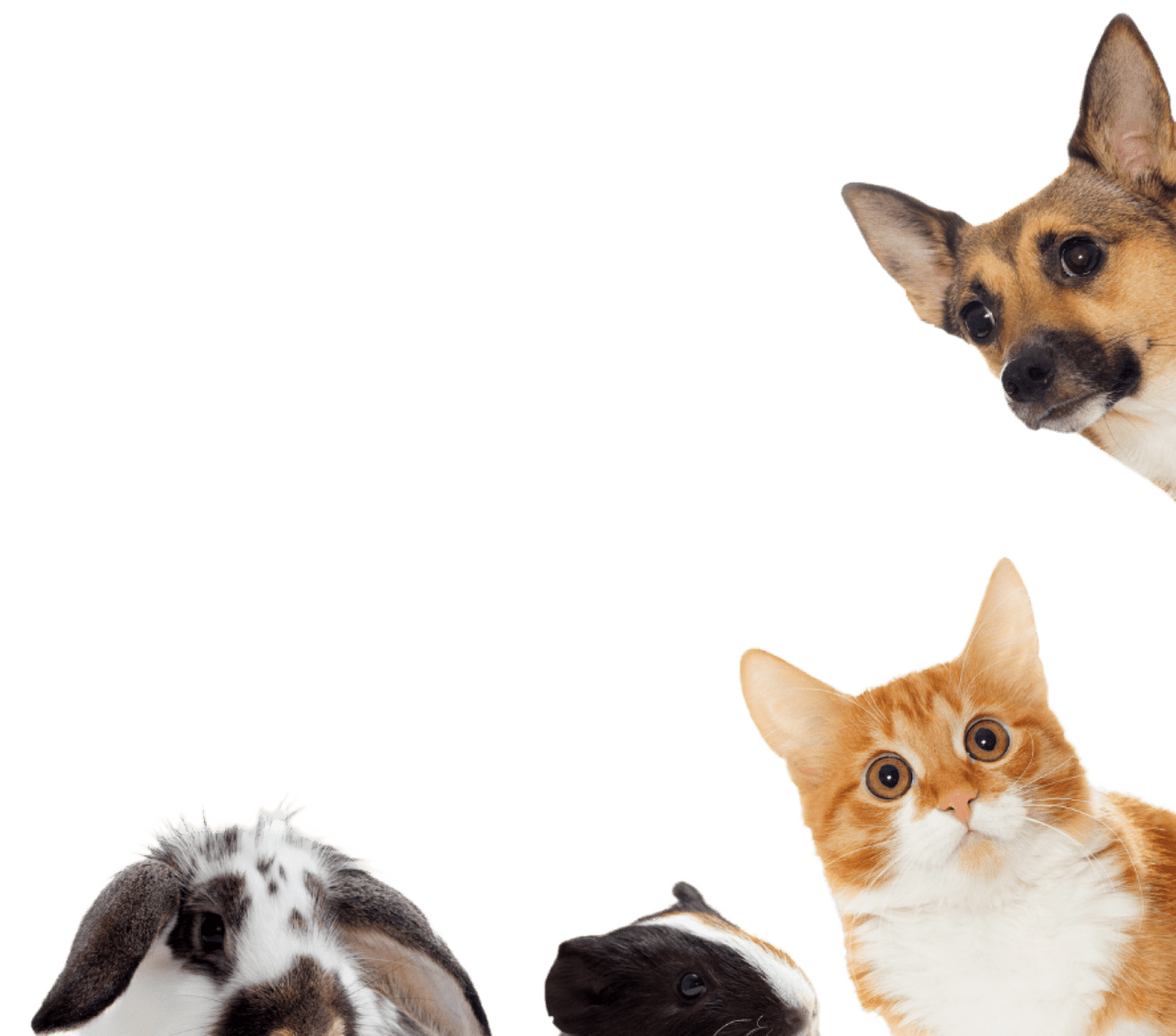 A rabbit, a guinea pig, a cat and a dog